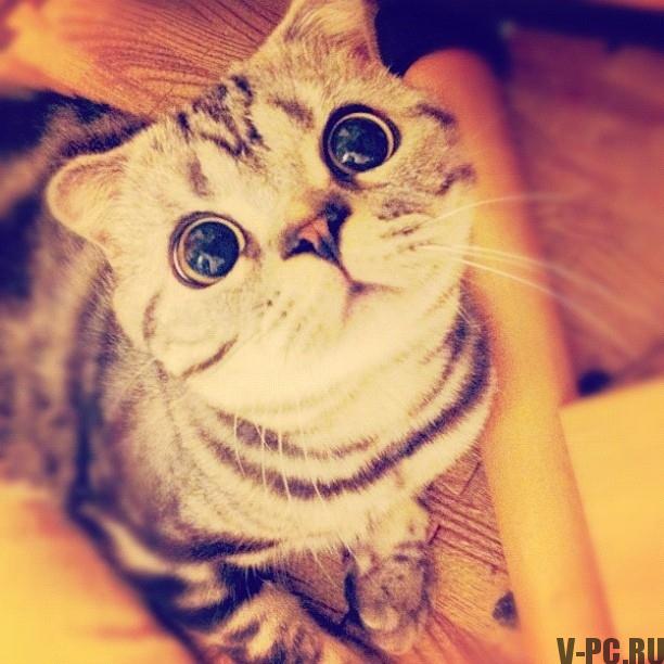 Shishi-Мару-известната котка върху Instagram-005
