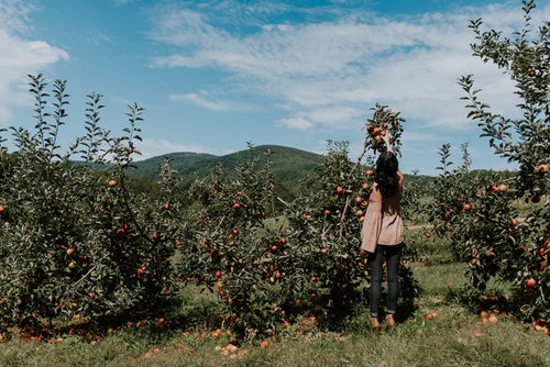 идеи за есенни снимки за инстаграм - момиче избира ябълки